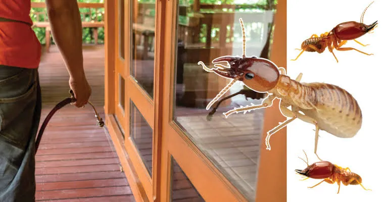 Termite Control Guide